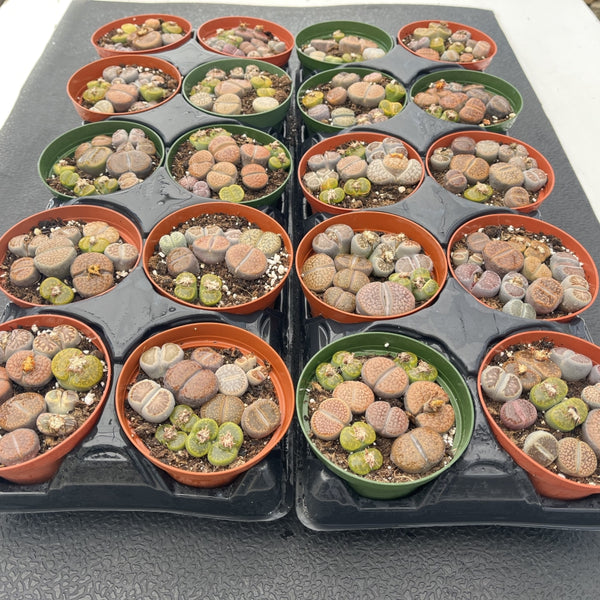 Assorted Lithops Bulk 20 Tray - 4in Pot