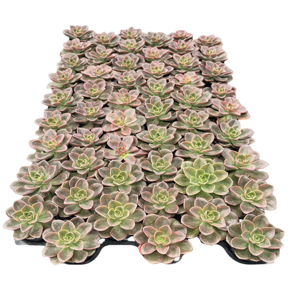 Echeveria Melaco Bulk 54 Tray - 2in Pot