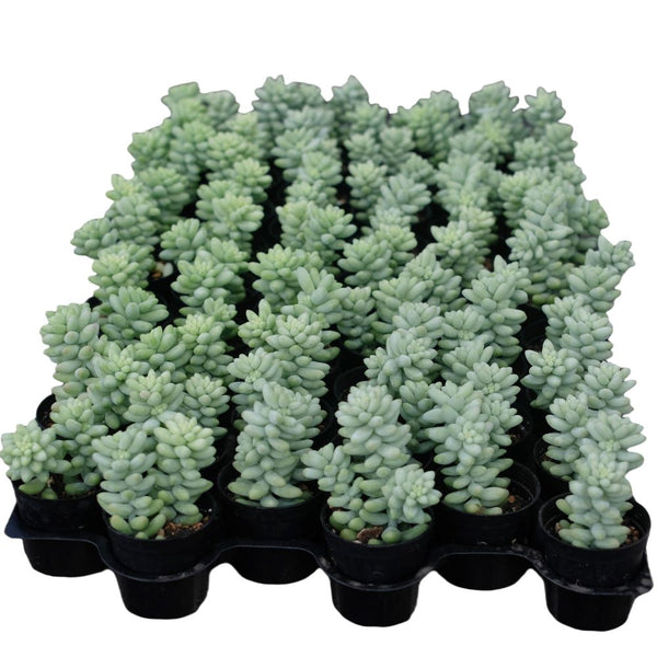 Sedum Morganianum Burrito 54 Tray - 2in Pot