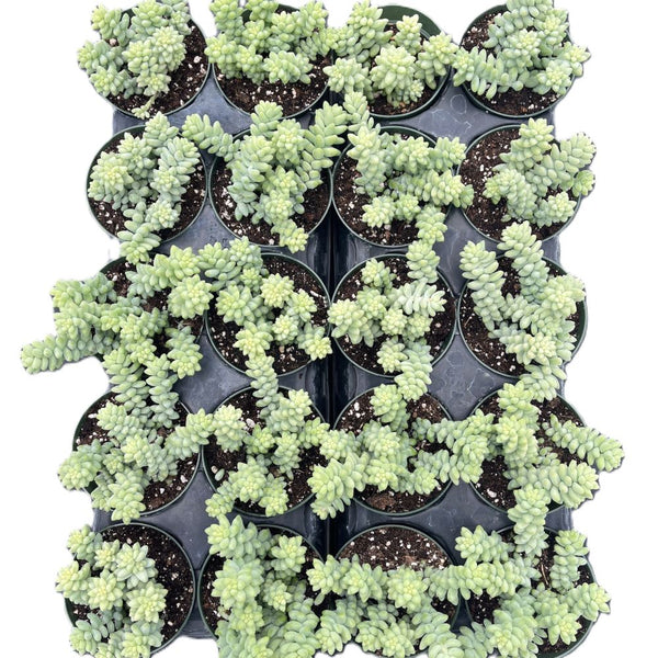 Sedum Morganianum-Burro's tail Bulk 20 Tray - 4in Pot