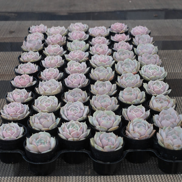 Echeveria 'Lola'  Bulk 54 Tray - 2in Pot