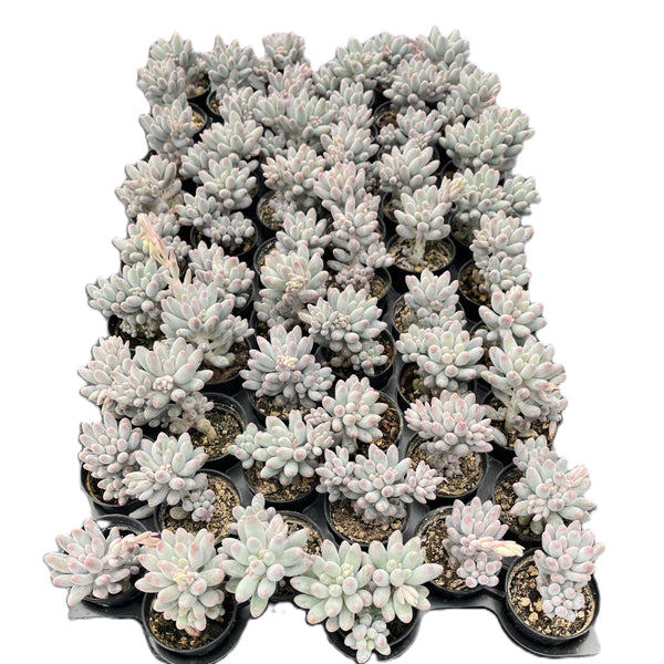 Pachyphytum 'Machucae' Baby finger Bulk 54 Tray - 2in Pot