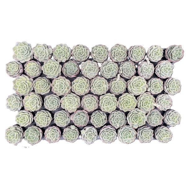 Echeveria cv. Onslow Bulk 54 Tray - 2in Pot