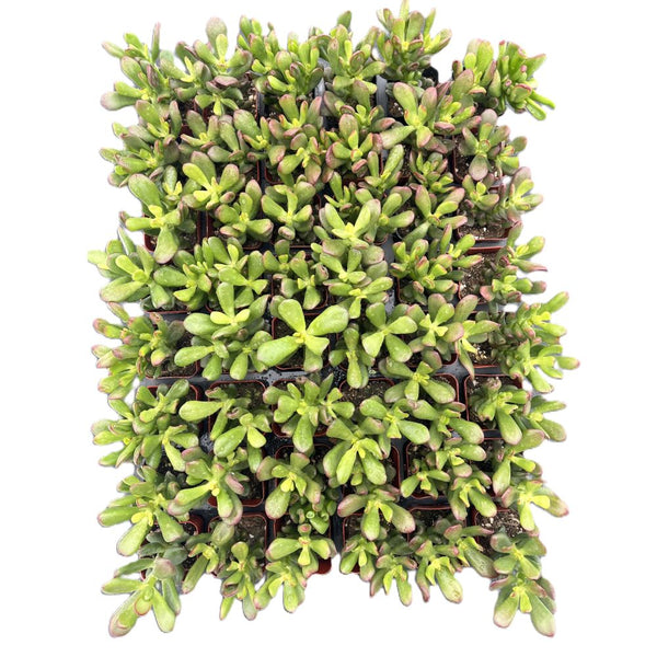 Crassula Ovata Hobbit Bulk 54 Tray - 2in Pot