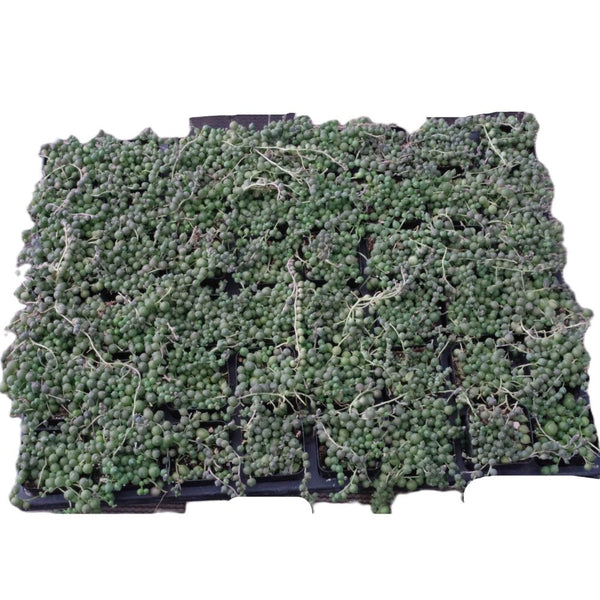 String of Pearls Bulk 54 Tray - 2in Pot