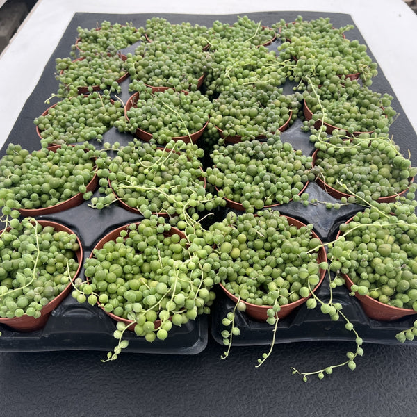 String of Pearls Bulk 20 Tray - 4in Pot