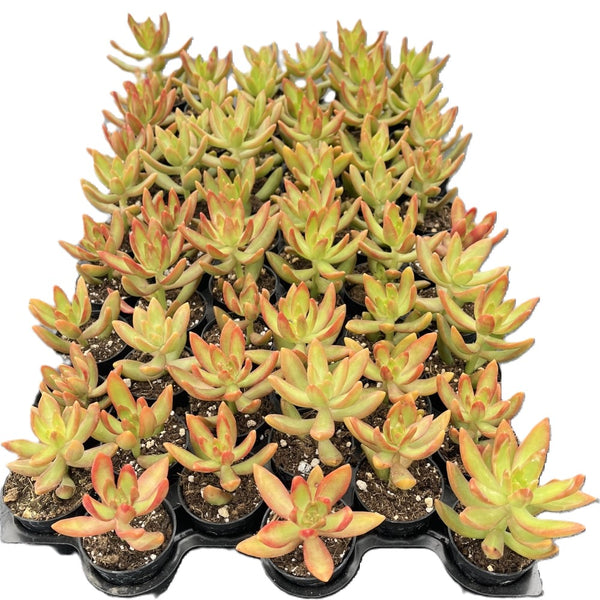 Sedum Adolphi 'Firestorm' Bulk 54 Tray - 2in Pot