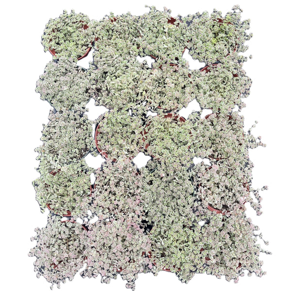 Sedum Little Missy Variegated  Bulk 20 Tray - 4in Pot