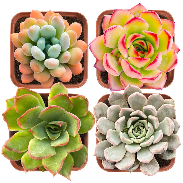 Succulent Set #6 (Fixed Varieties)