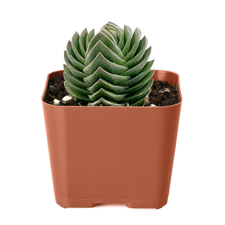 2-inch-crassula-cv-buddhas-temple-for-sale