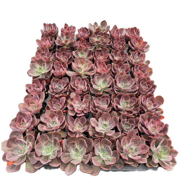 Echeveria Linda Jean / Echeveria ‘Rob Roy’ Bulk 54 Tray - 2in Pot