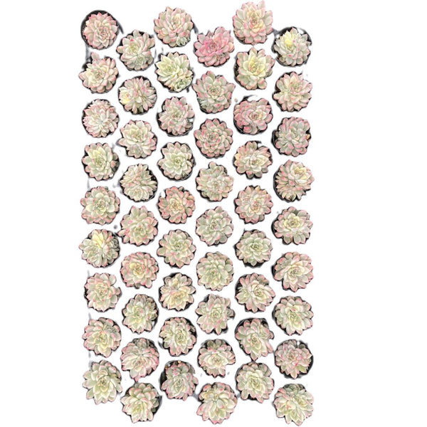 Echeveria The Next Gardener White Ice Bulk 54 Tray - 2in Pot