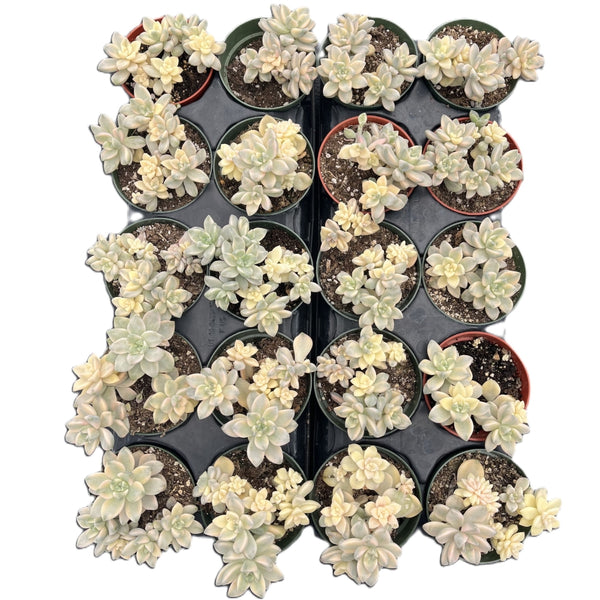 Pachyphytum 'Apricot Beauty' Bulk 20 Tray - 4in Pot