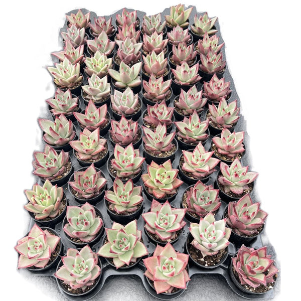 Echeveria Red Knight / Red Ebony Bulk 54 Tray - 2in Pot