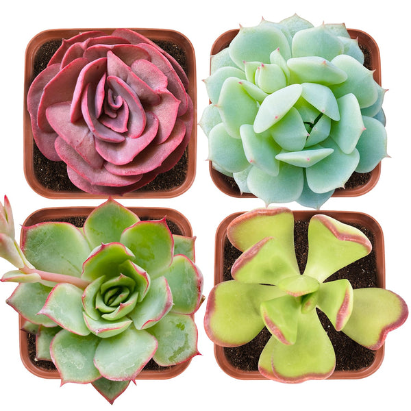 Succulent Set #7 (Fixed Varieties)