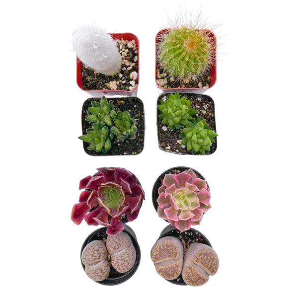 2 Cactus + 2 Haworthia + 2 Lithops + 2 Sempervivum Succulents (2", Random Varieties)