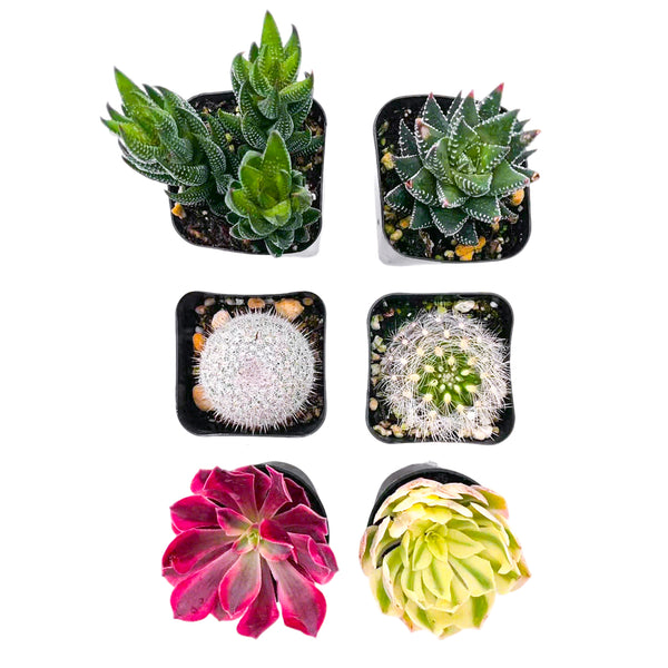 2 Cactus + 2 Haworthia + 2 Sempervivum Succulents (2", Random Varieties)