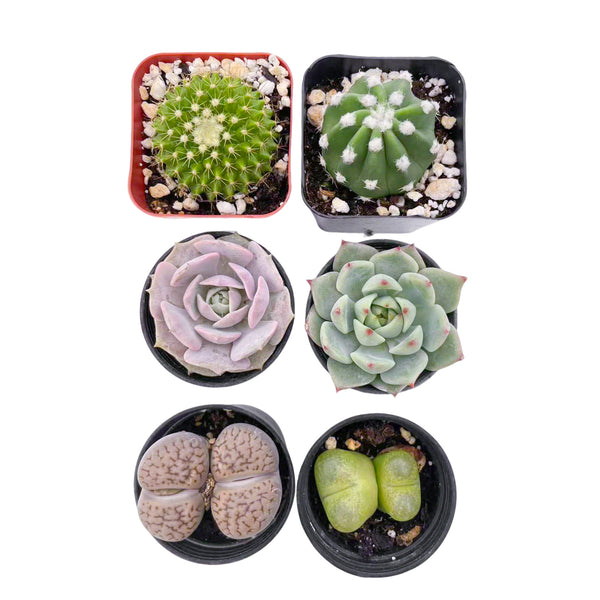 2 Cactus + 2 Lithops + 2 Echeveria Succulents (2", Random Varieties)