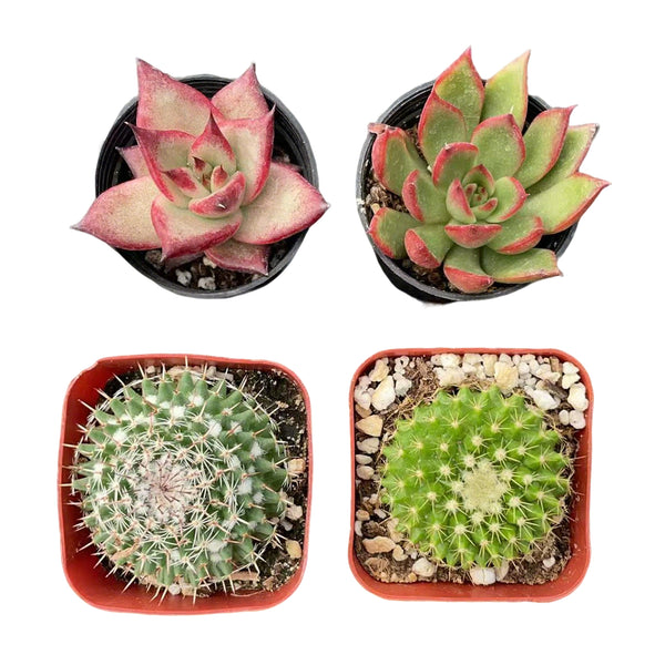 2 Cactus and 2 Echeveria Succulents (2", Random Varieties)