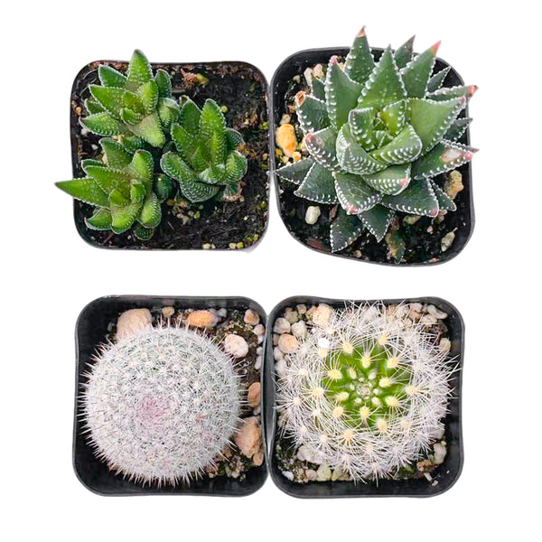 2 Cactus and 2 Haworthia Succulents (2", Random Varieties)