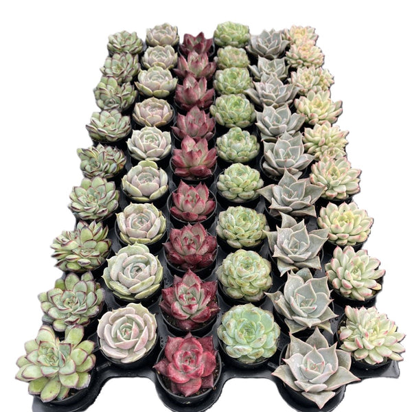 Assorted Rosettes Succulents (6 Varieties) Bulk 54 Tray - 2in Pot