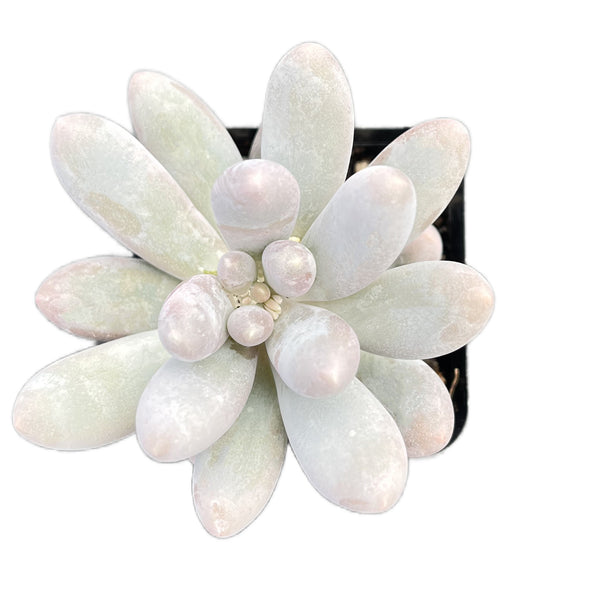 Pachyphytum Sweet Dumpling