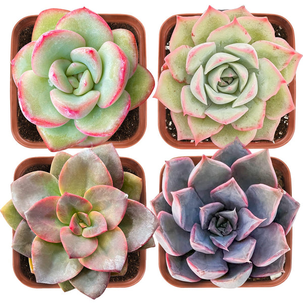 Succulent Set #8 (Fixed Varieties)