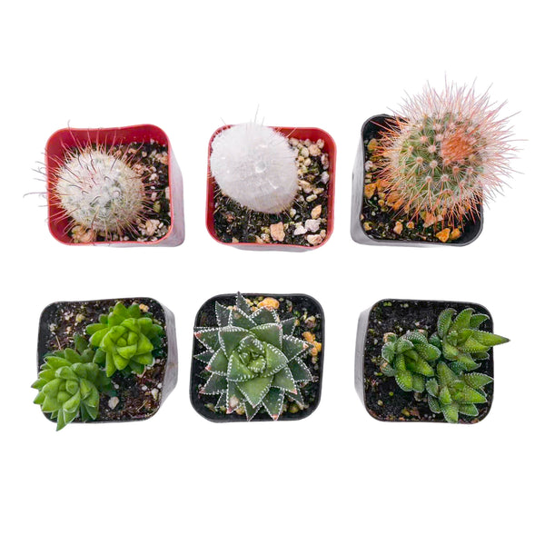 3 Cactus + 3 Haworthia Succulents (2", Random Varieties)