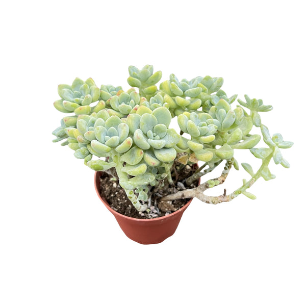 Sedum Clavatum (4 inch)