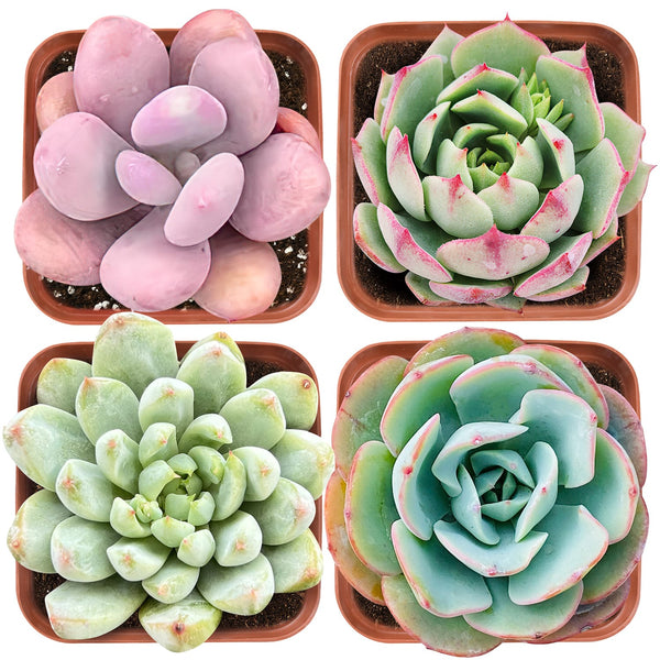 Succulent Set #9 (Fixed Varieties)