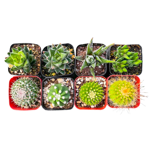4 Cactus + 4 Haworthia Succulents (2", Random Varieties)