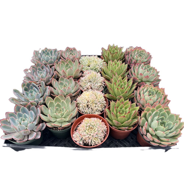 Assorted Rosettes Succulents (5 Varieties) Bulk 20 Tray - 4in Pot