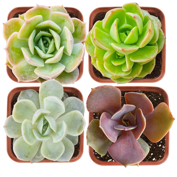 Succulent Set #11 (Fixed Varieties)