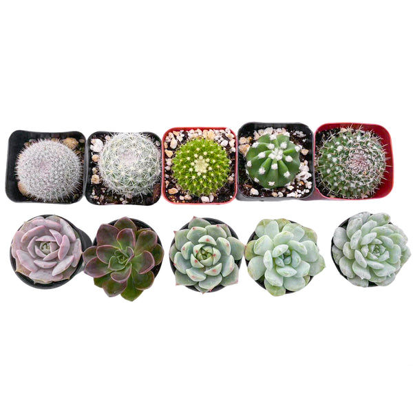 5 Cactus + 5 Echeveria Succulents (2", Random Varieties)
