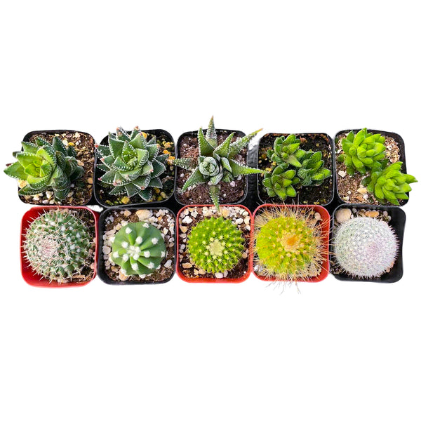 5 Cactus + 5 Haworthia Succulents (2", Random Varieties)