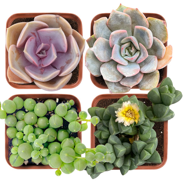 Succulent Set #10 (Fixed Varieties)