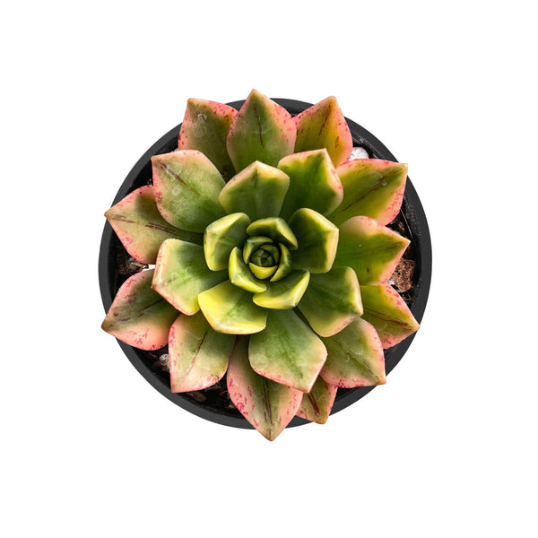 Aeonium Bronze Medal Variegated