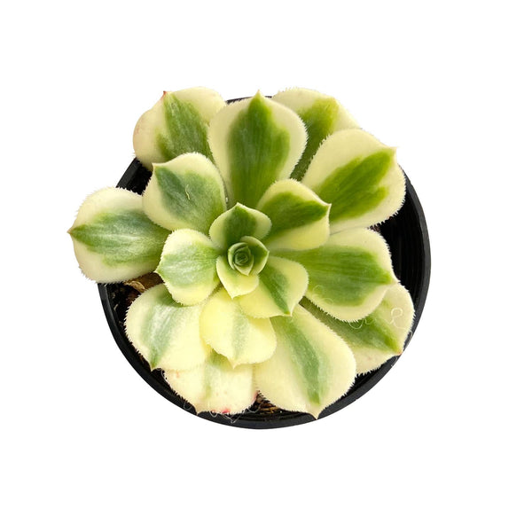 Aeonium Maybach