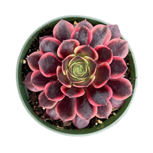 Aeonium 'Superbang' (4 inch)