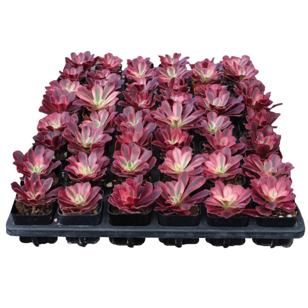 Aeonium 'Medusa' Bulk 54 Tray - 2in Pot