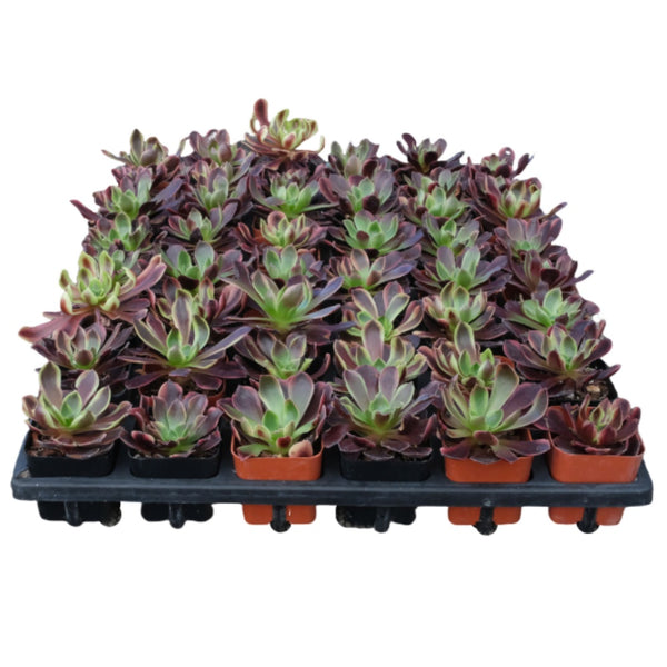 Aeonium 'Superbang' Bulk 54 Tray - 2in Pot