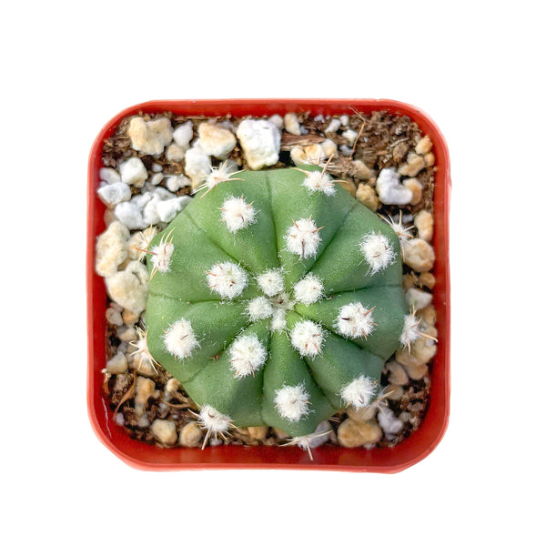 Astrophytum asterias var. nudum
