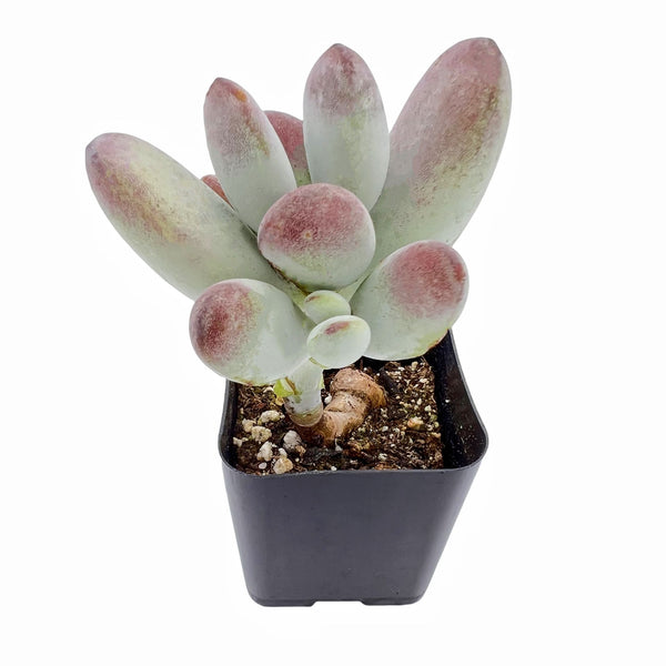 Cotyledon Orbiculata cv.