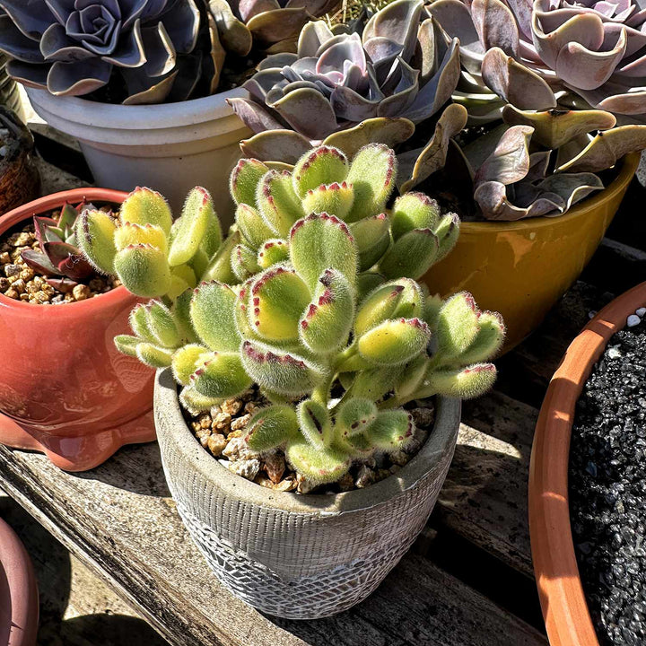 Cotyledon-Tomentosa-Variegated-plant