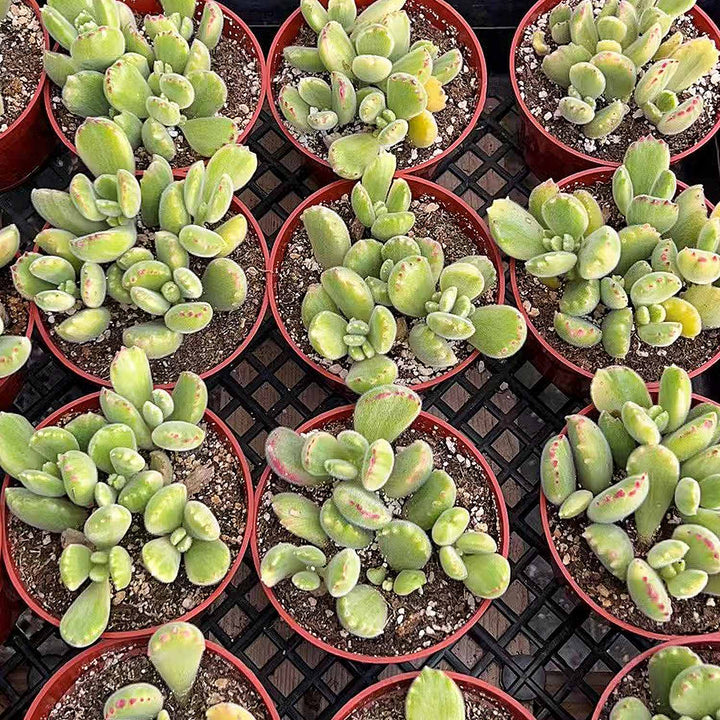 bear-paw-succulents