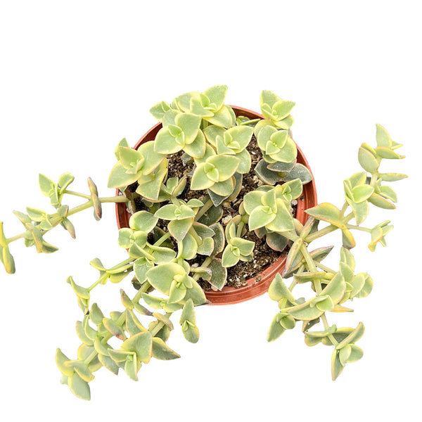 Crassula Pellucida Subsp. Marginalis F. Rubra (4 inch)