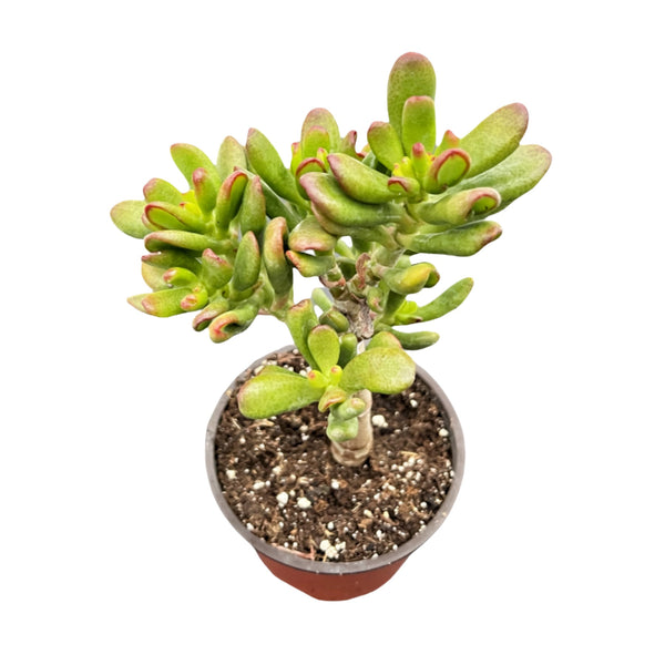 Crassula Ovata Hobbit (4 inch)