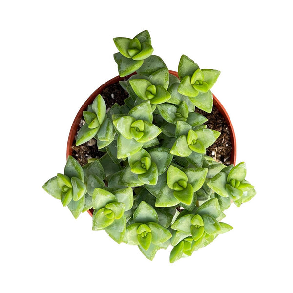 Crassula Rupestris (4 inch)