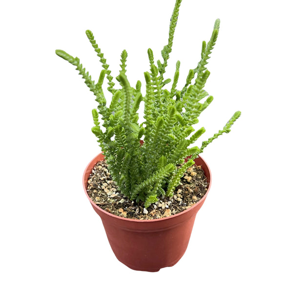 Crassula muscosa / Watch Chian (4 inch)