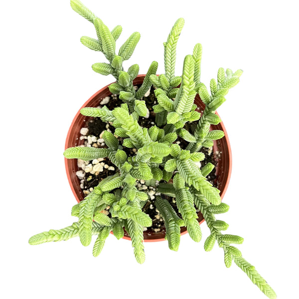 Crassula pyramidalis Thumb / Pagoda Mini Jade (4 inch)